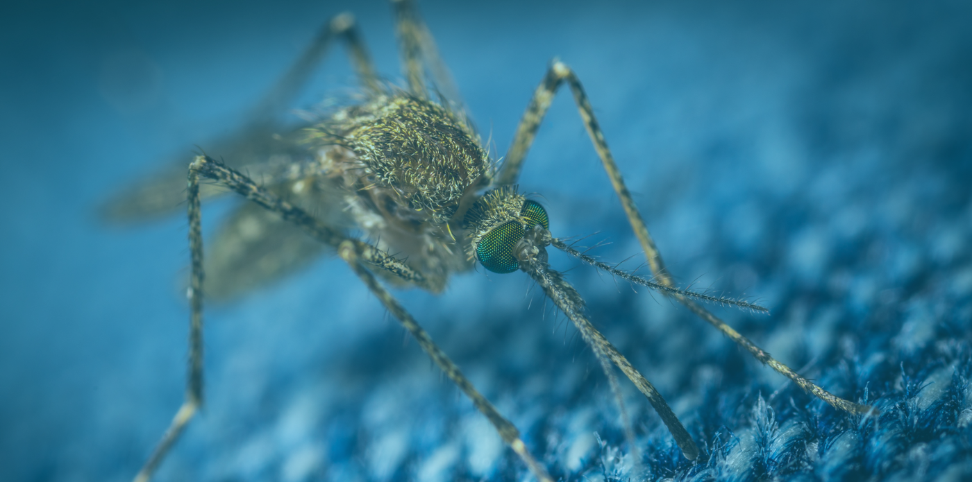 使用数字工具减少蚊媒疾病的全球威胁