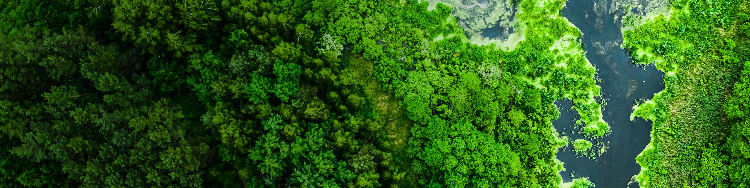 俯瞰绿色的森林和水。