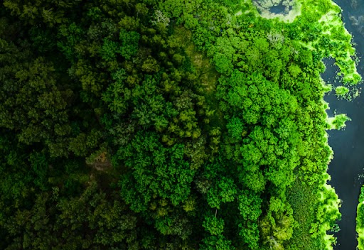 俯瞰绿色的森林和水。